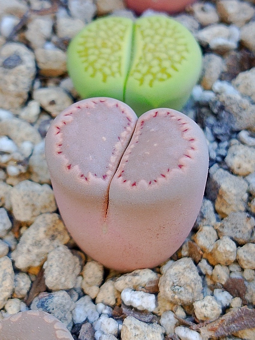 CL005 Lithops Salicola