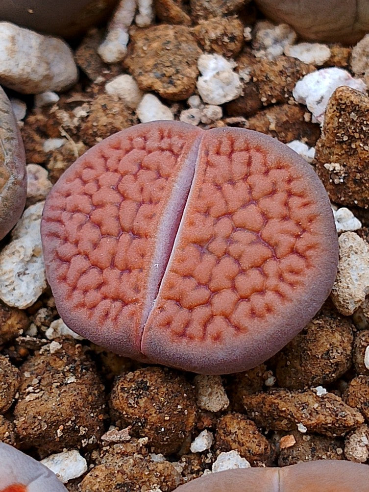 C175 	Lithops hookeri v. subfenestrata