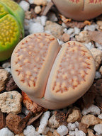 C161 	Lithops julii ssp. fulleri v. fulleri