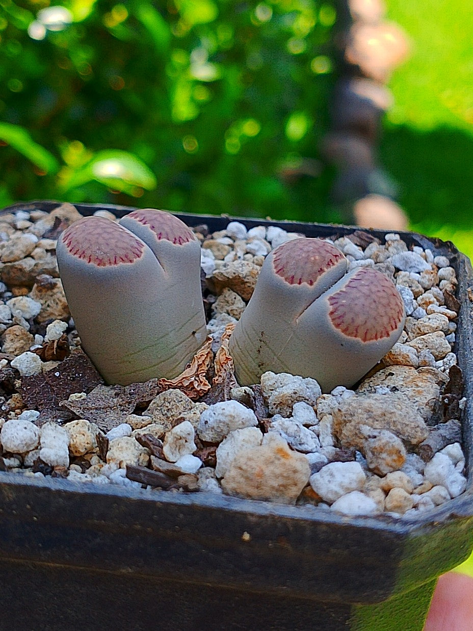 Lithops Salicola  | 2 cabezas