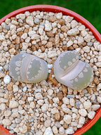 Lithops Otzeniana | 2 cabezas