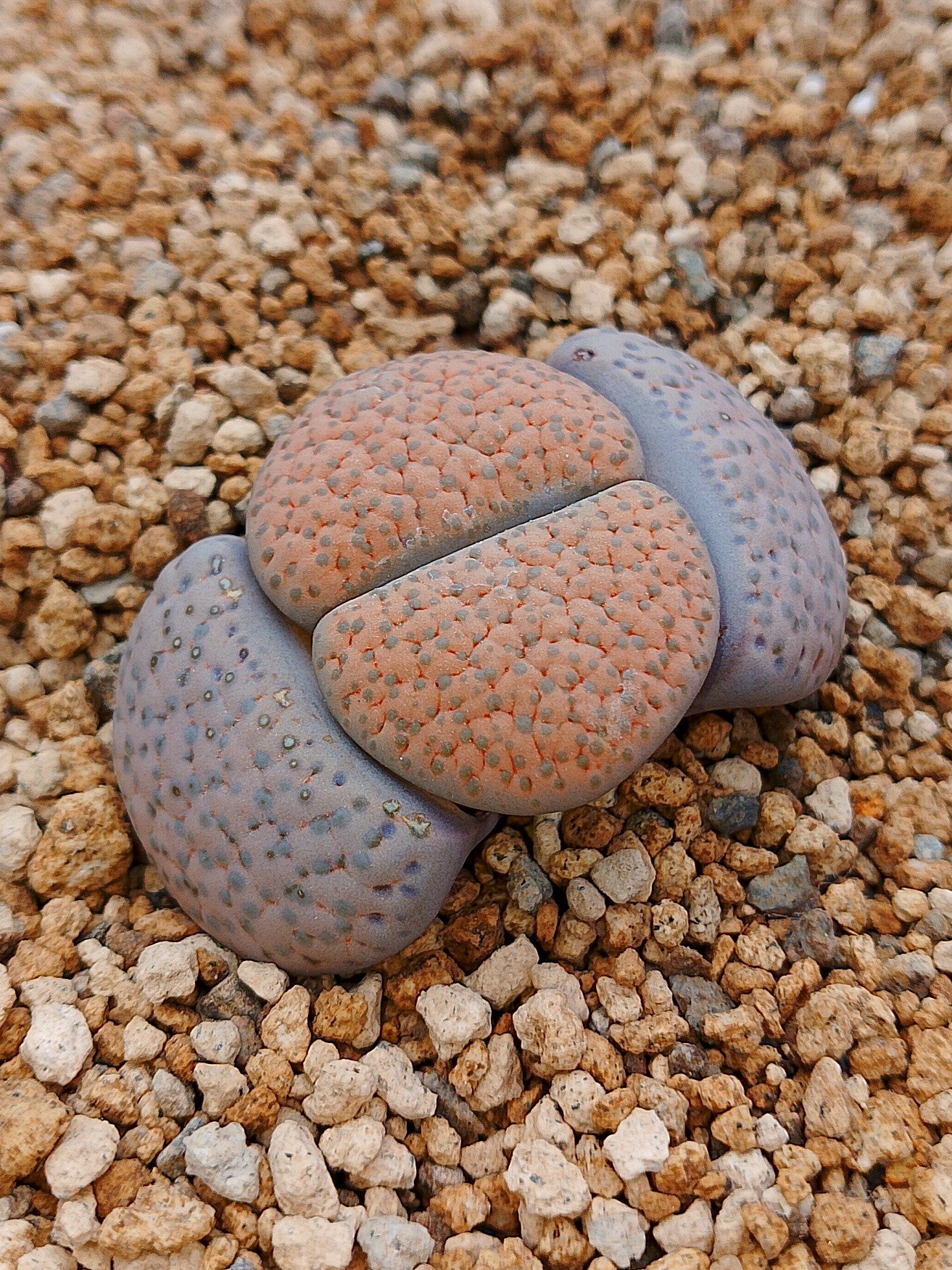 C170 	Lithops fulviceps v. fulviceps