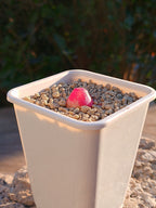 Conophytum burgeri A
