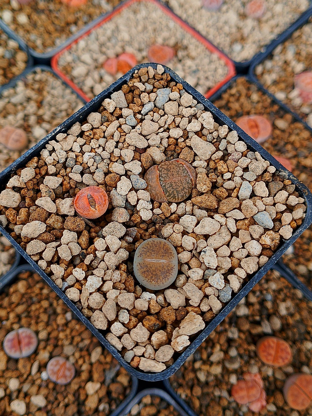 Paquete lithops Mix V | 1 año de edad