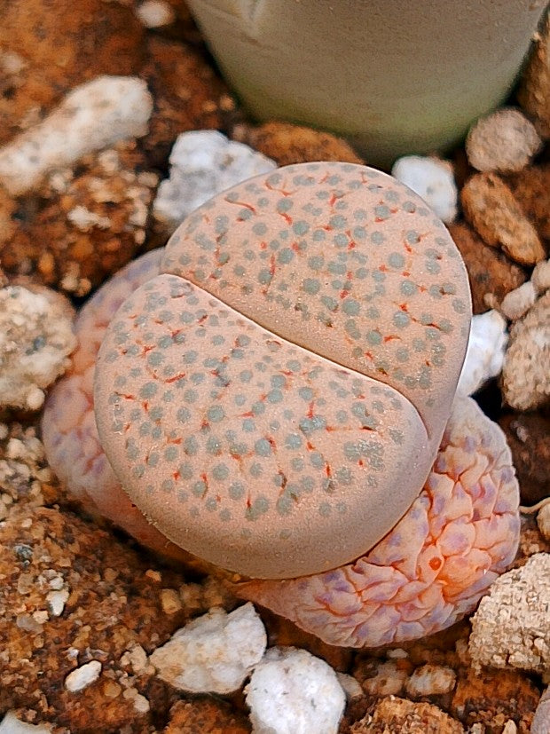 C222 	Lithops fulviceps v. lactinea