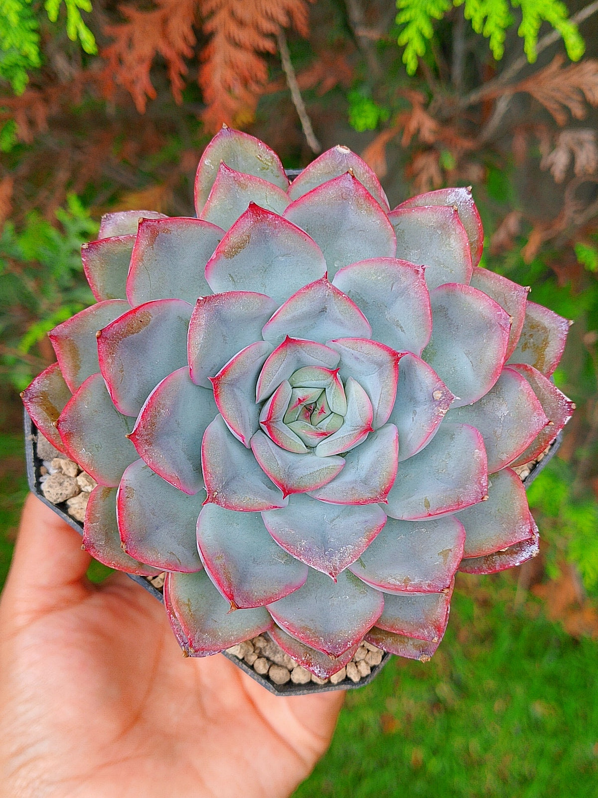 Echeveria Hércules | maceta 4"