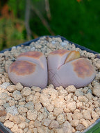 Lithops Karasmontana  | 2 cabezas