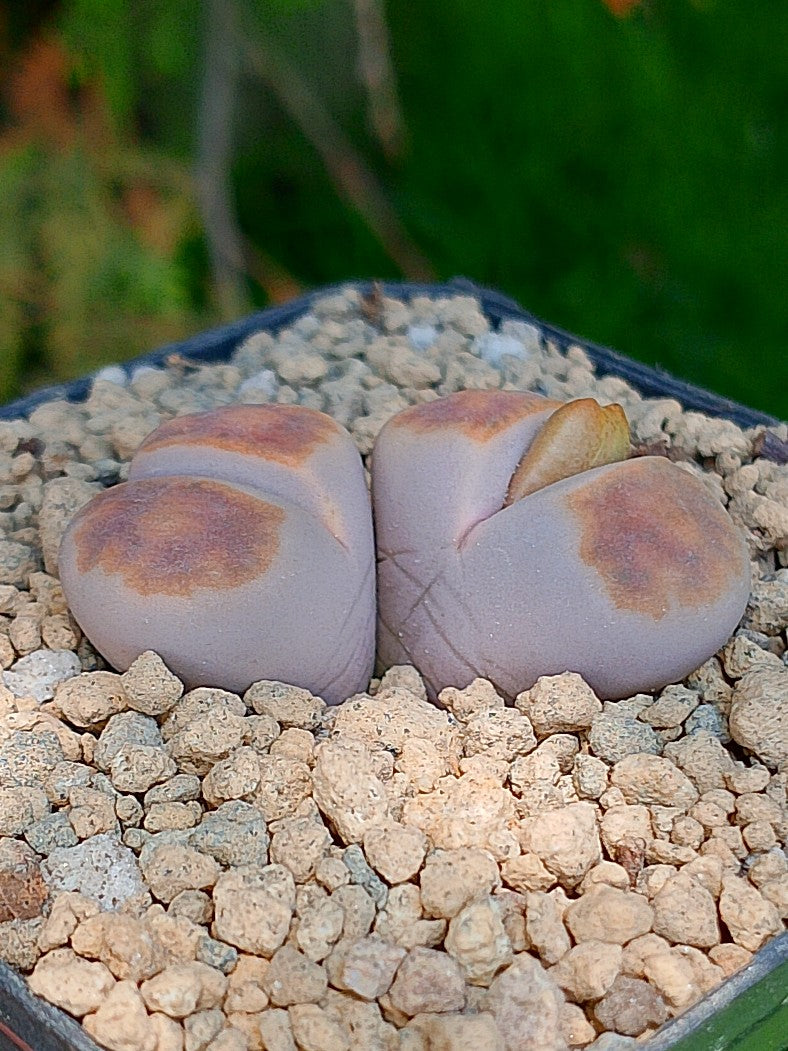 Lithops Karasmontana  | 2 cabezas