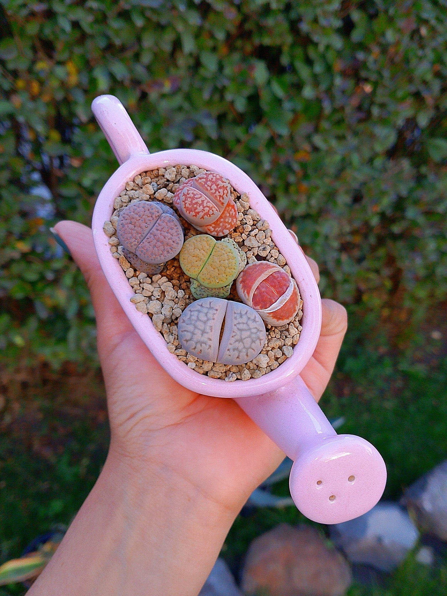Paquete lithops Mix - regadera mini C