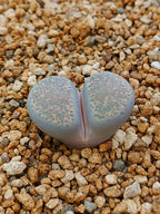 C131 Lithops terricolor (syn. peersii)