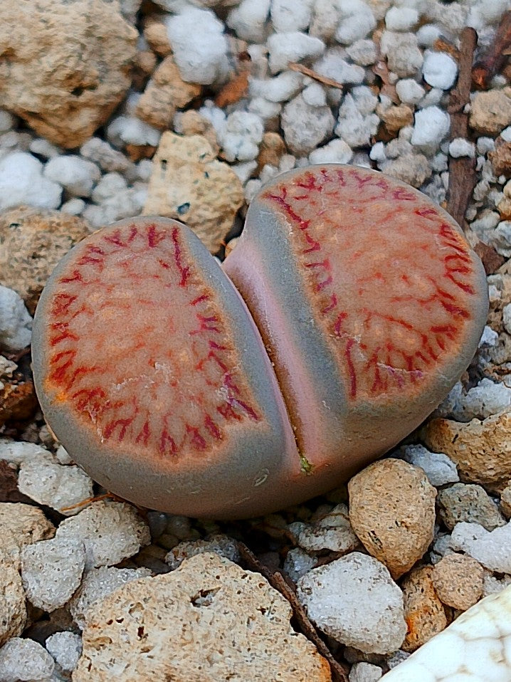 Lithops Julii 'kikushogiyoku' 3 años