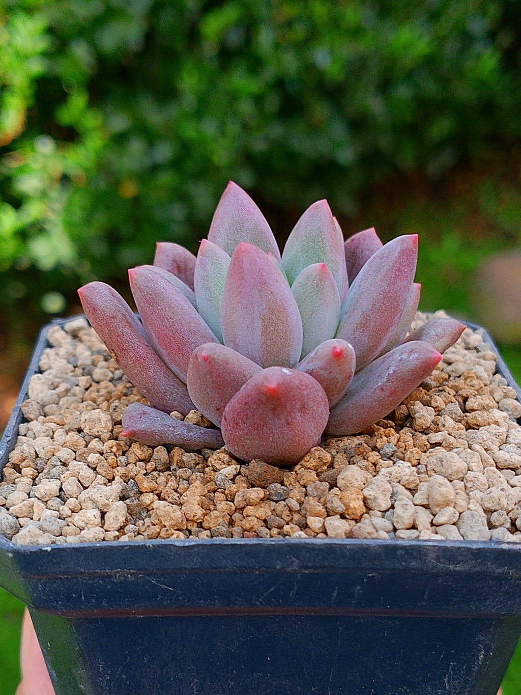 Pachyphytum Hana byul | maceta 3"