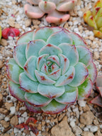 Echeveria Pomegranate A | maceta 3.5"