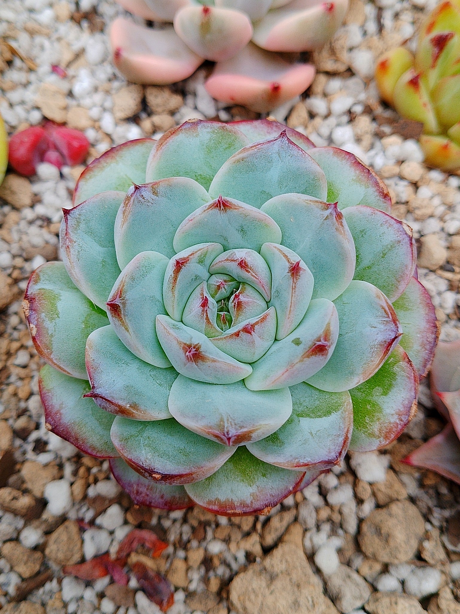 Echeveria Pomegranate A | maceta 3.5"