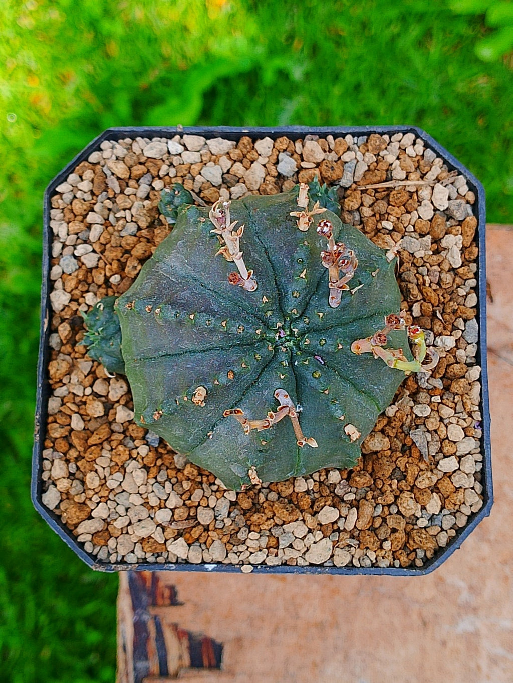 Euphorbia meloformis