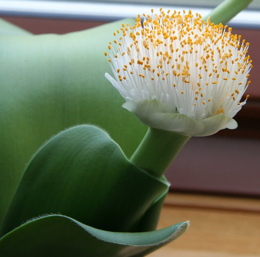 Haemanthus albiflos (bulbo) | maceta 2"