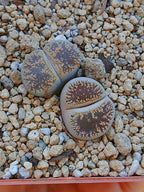 Lithops Leslie - 2 cabezas