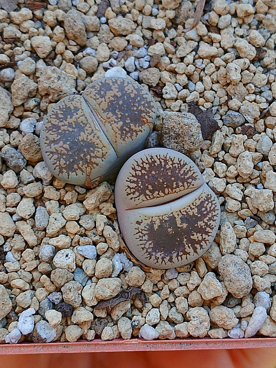 Lithops Leslie - 2 cabezas