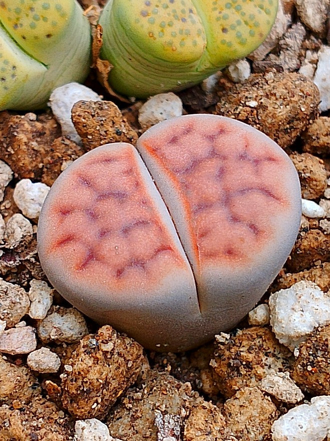 C227 	Lithops karasmontana ssp. karasmontana v. karasmontana (syn. jacobseniana)