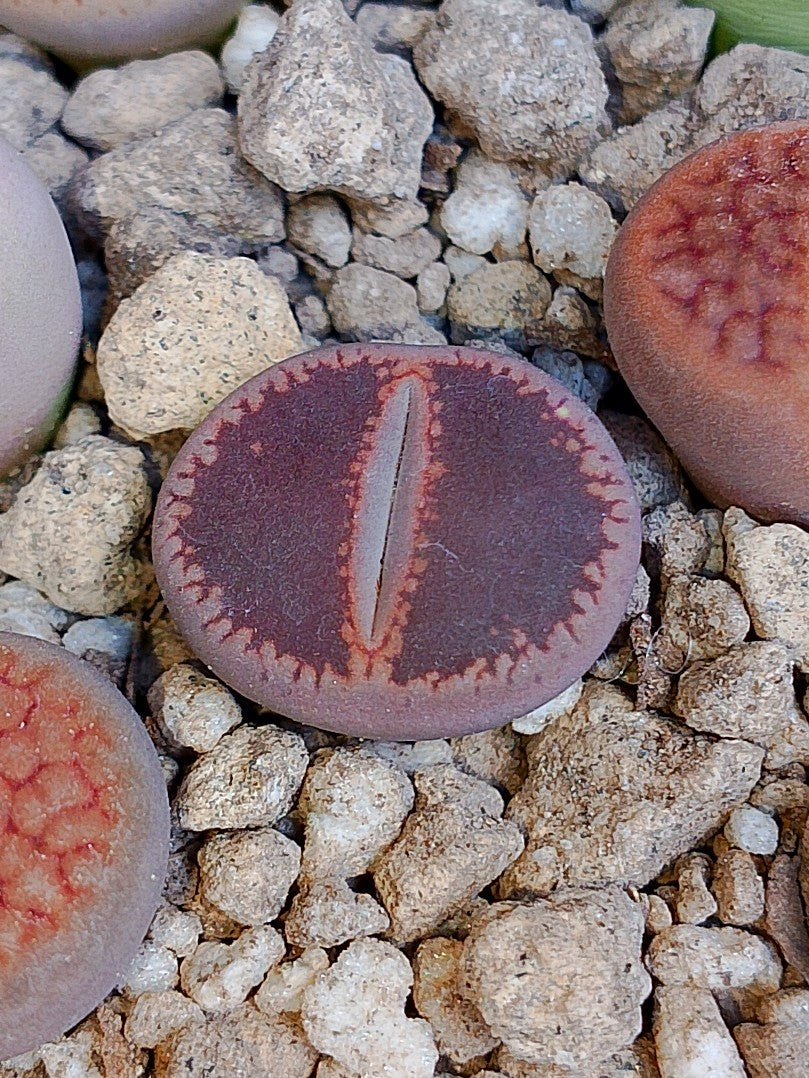 Lithops aucampiae 'Halo' (Antes Lithops Aucampiae 'KO'