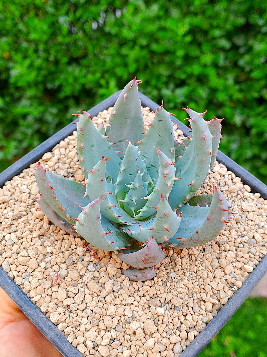 Áloe peglerae