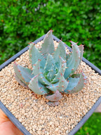 Áloe peglerae