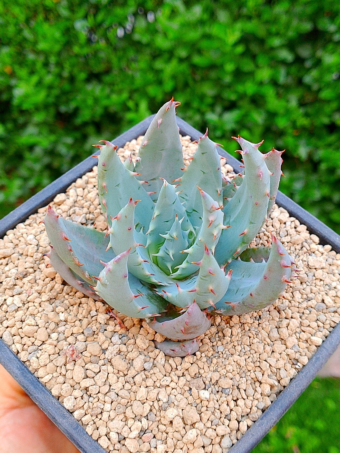 Áloe peglerae