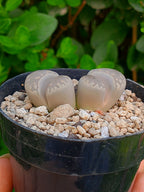 Lithops Otzeniana | 2 cabezas