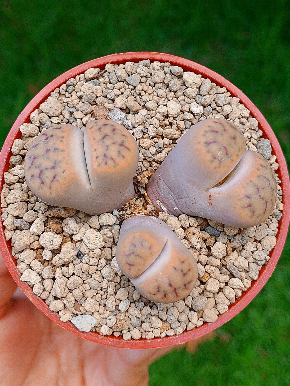 Lithops Schwantesii | 2 cabezas