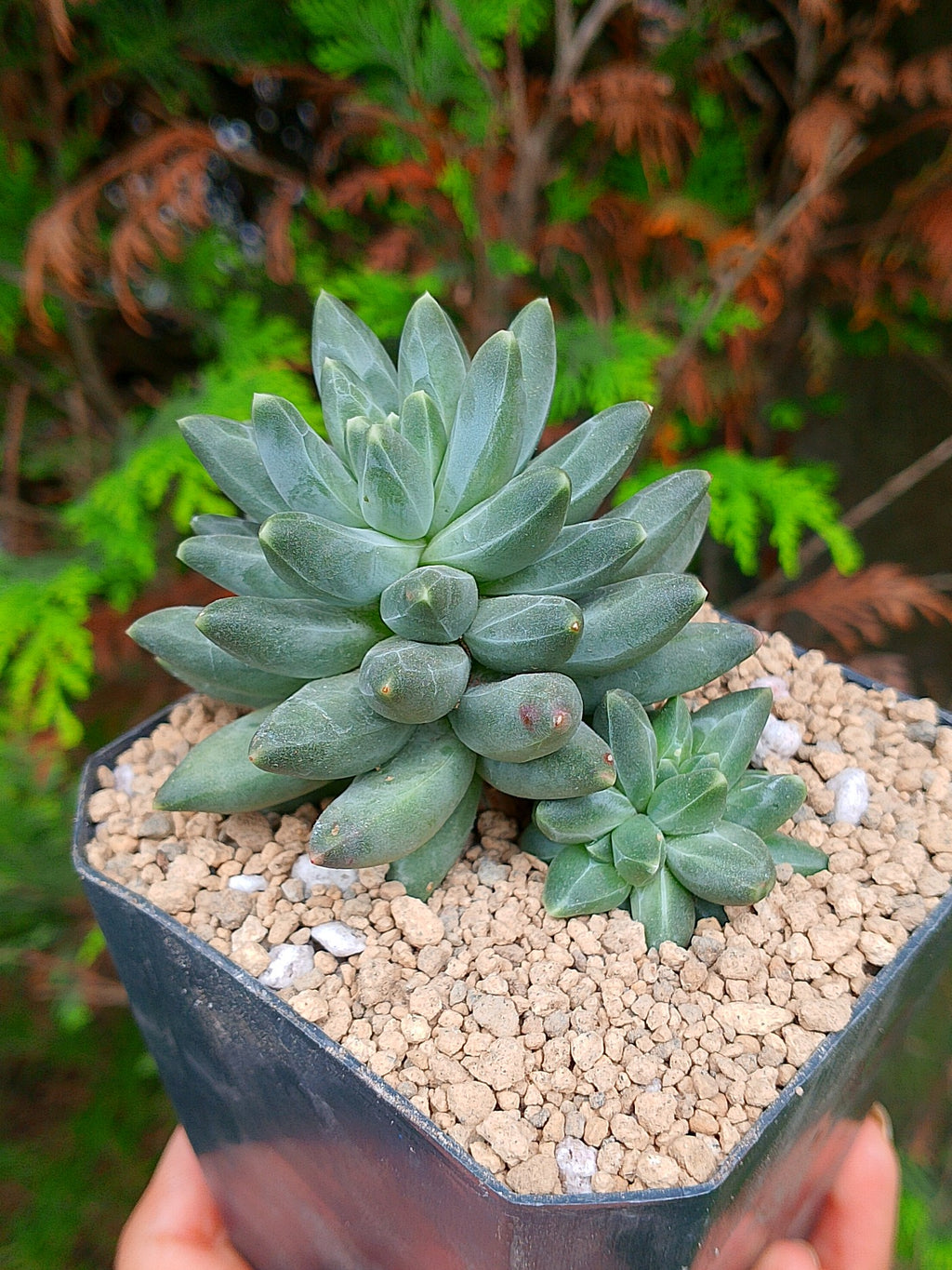 Pachyphytum compactum A | maceta 3.5"