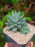 Pachyphytum compactum A | maceta 3.5"