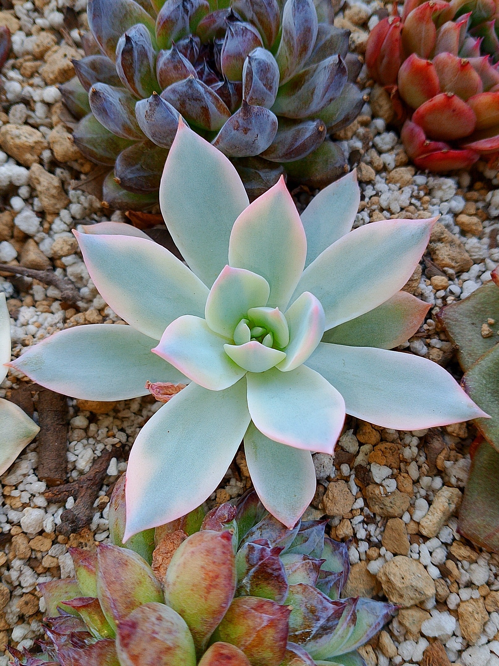 Echeveria Subsessilis variegada