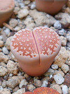 C064 	Lithops julii ssp. julii A