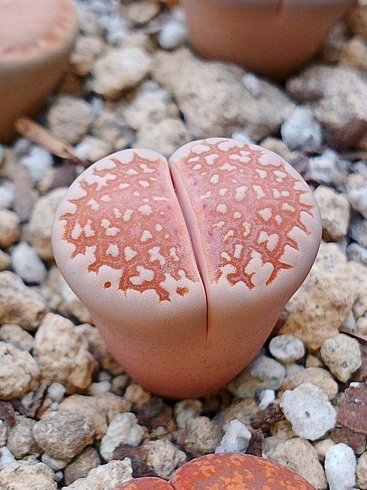 C064 	Lithops julii ssp. julii A