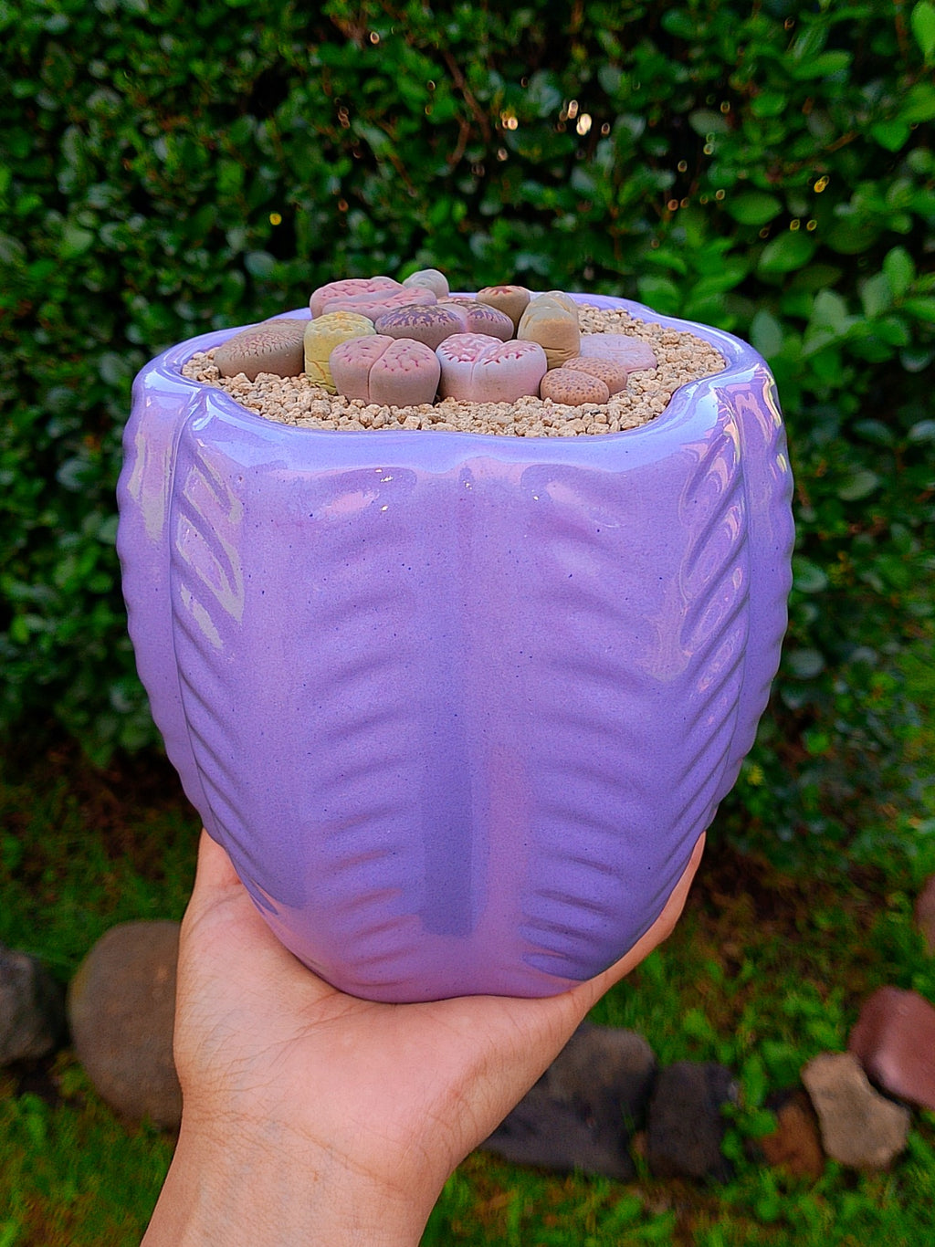 Paquete lithops Mix - circular C
