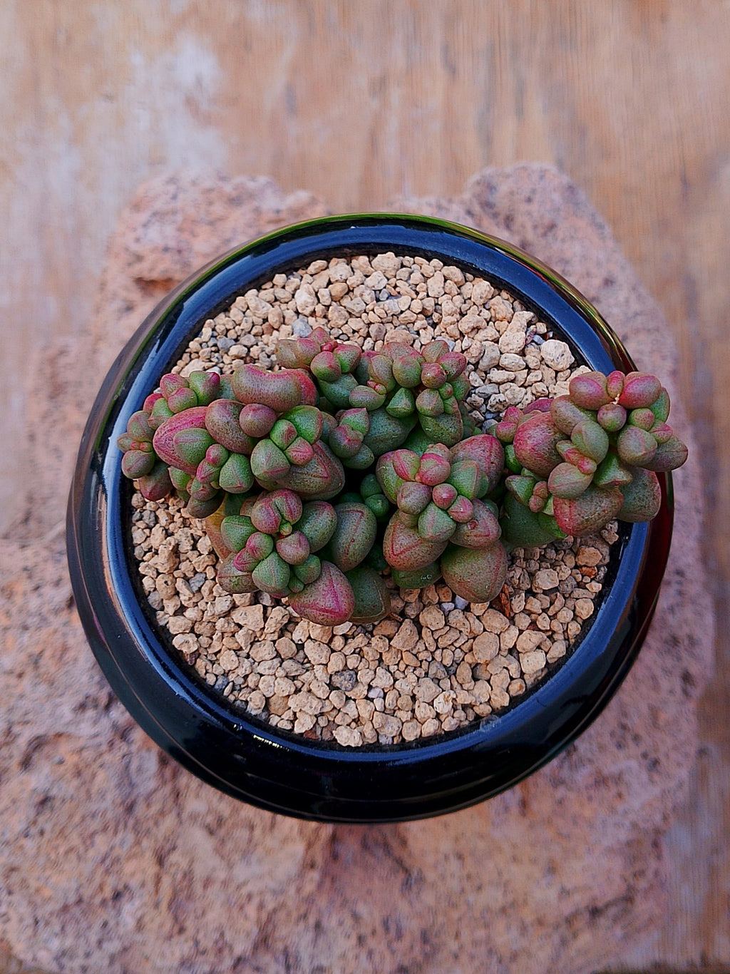 Crassula Elegans 'purple light'