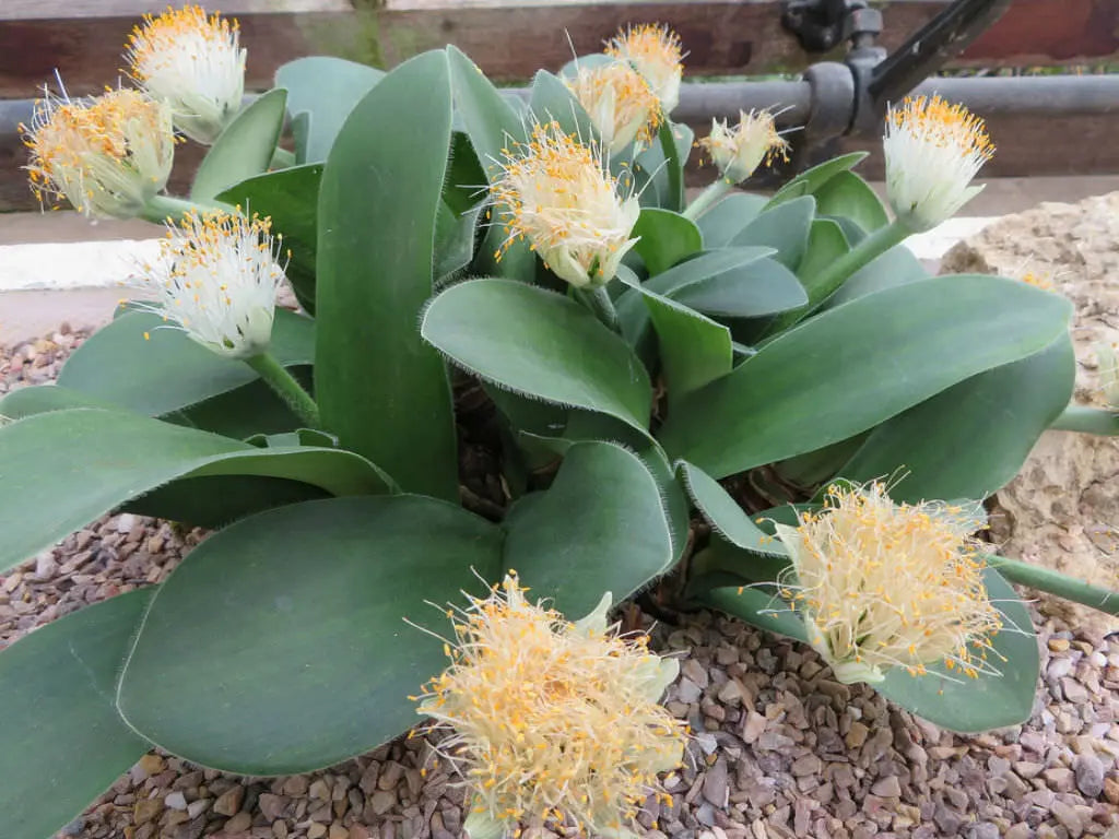 Haemanthus albiflos (bulbo) | maceta 2"