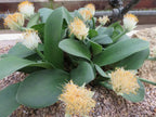 Haemanthus albiflos (bulbo) | maceta 2"