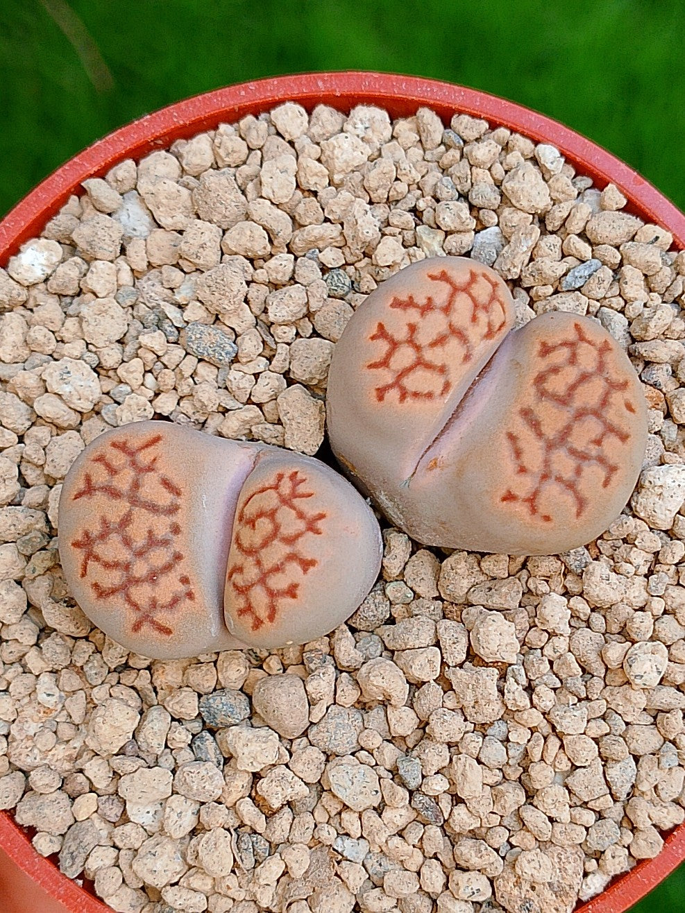 Lithops Hallii | 2 cabezas