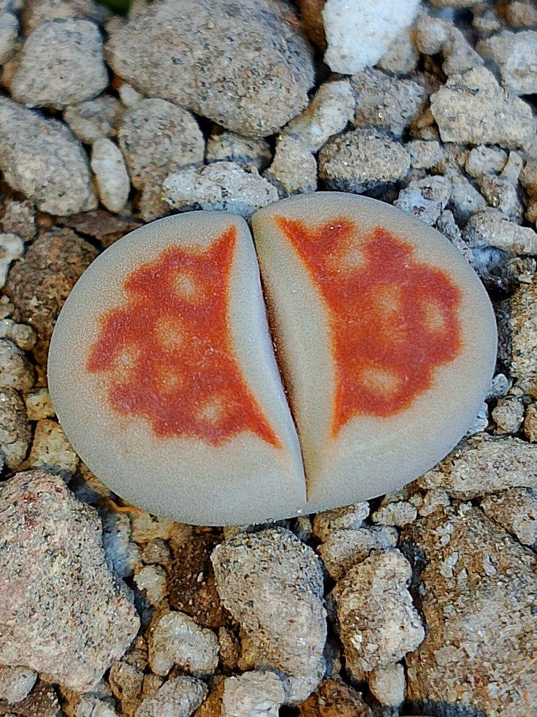 C168 	Lithops karasmontana ssp. karasmontana v. karasmontana (syn. mickbergensis)