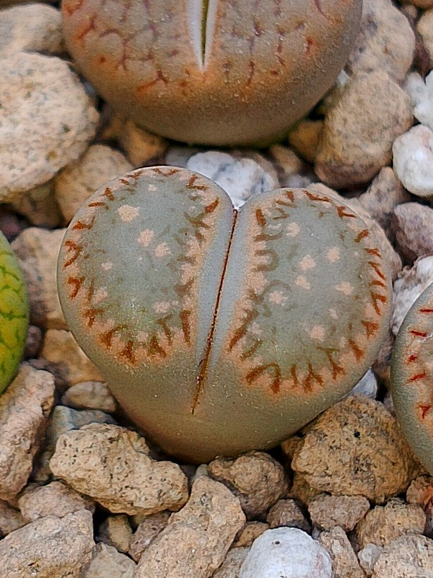 Cl024 Lithops Salicola x Julii