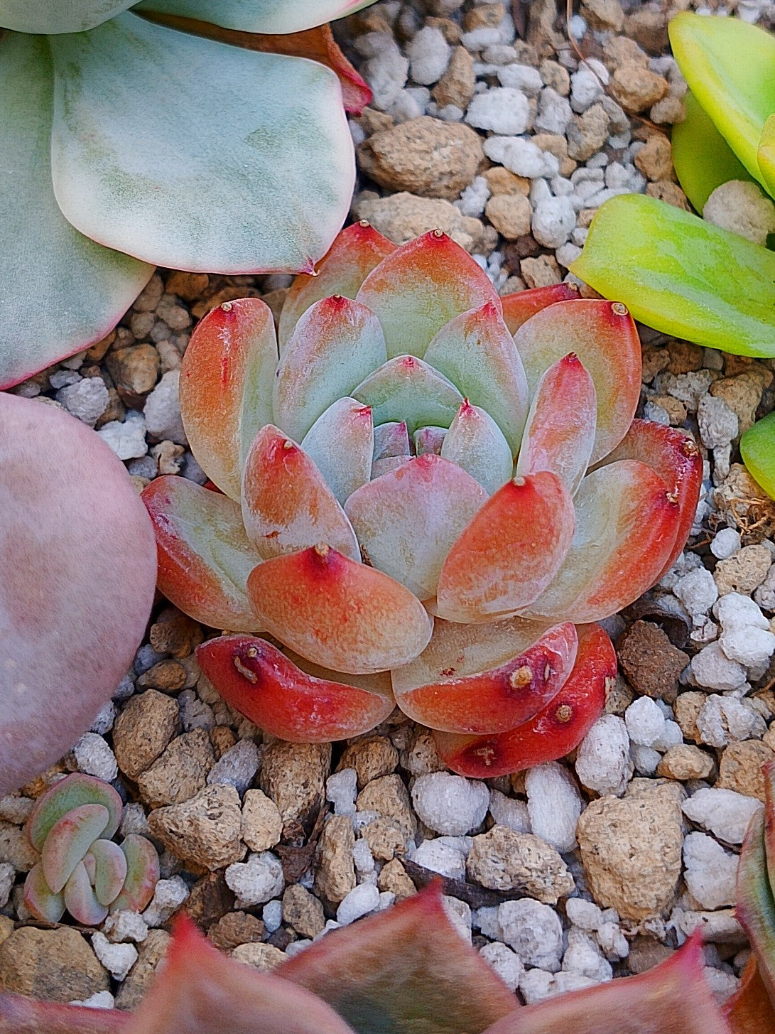 Echeveria Jennie | maceta 3"
