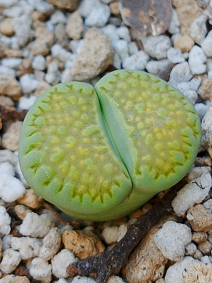 C111A Lithops hallii v. ochracea 'Green Soapstone' D