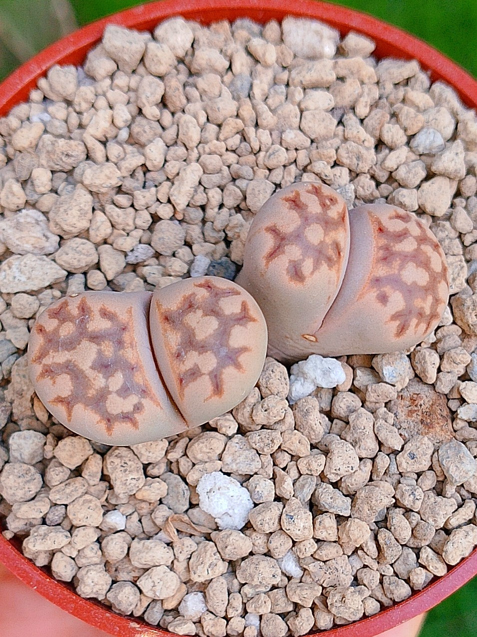 Lithops Julii | 2 cabezas