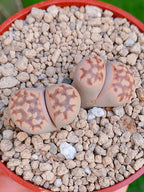 Lithops Julii | 2 cabezas