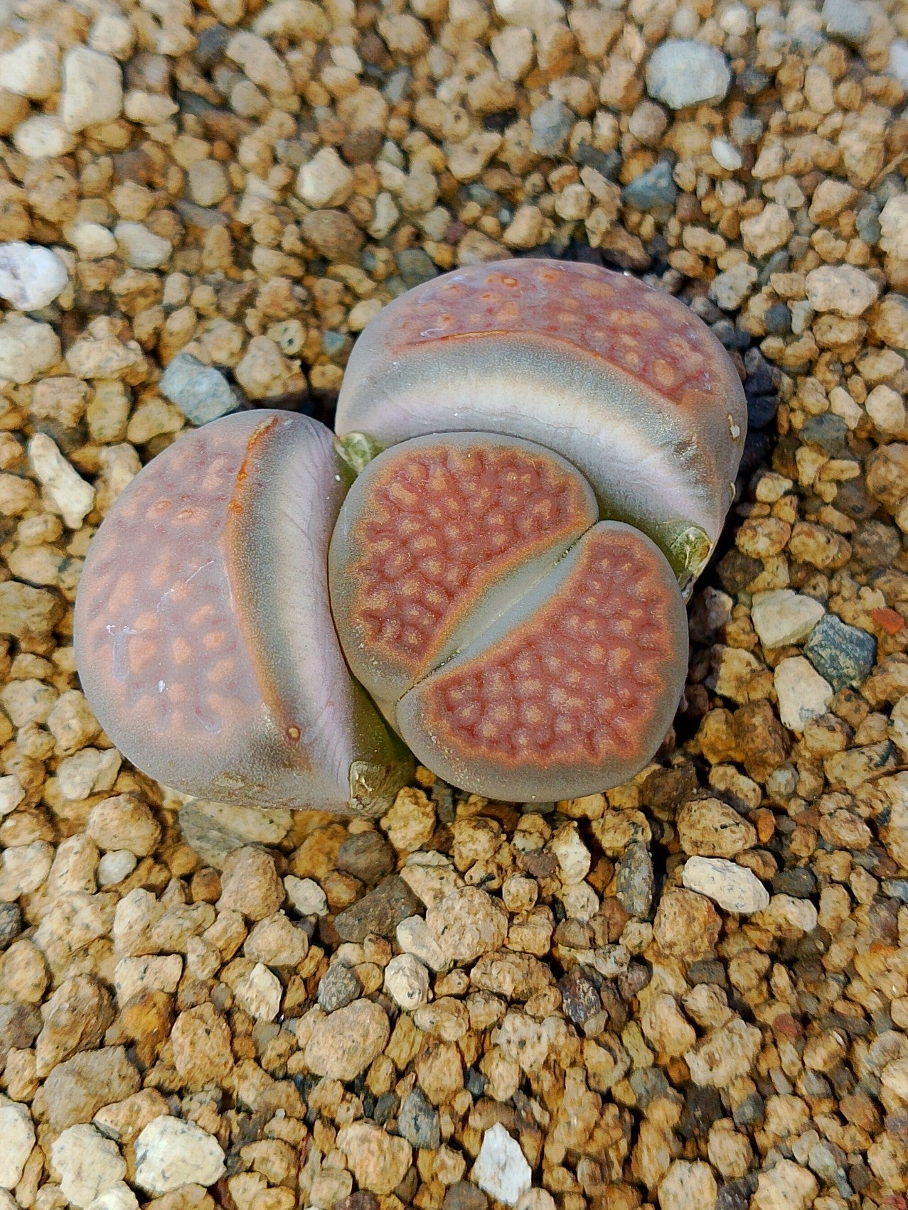 C094 	Lithops hallii v. hallii