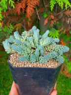 Sedum Himalaya Sky B | maceta 3.5"