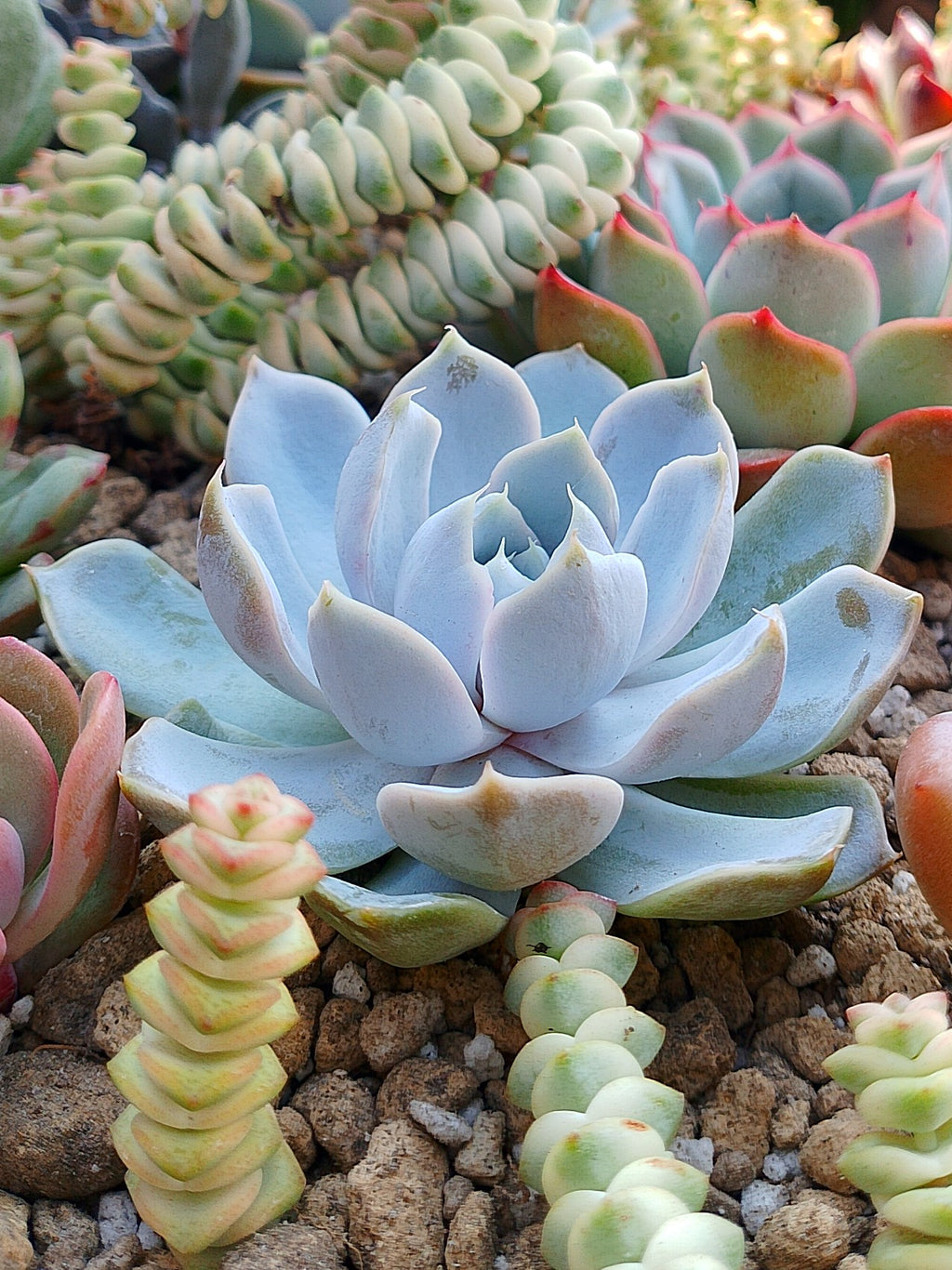 Echeveria Snow bunny | maceta 3"