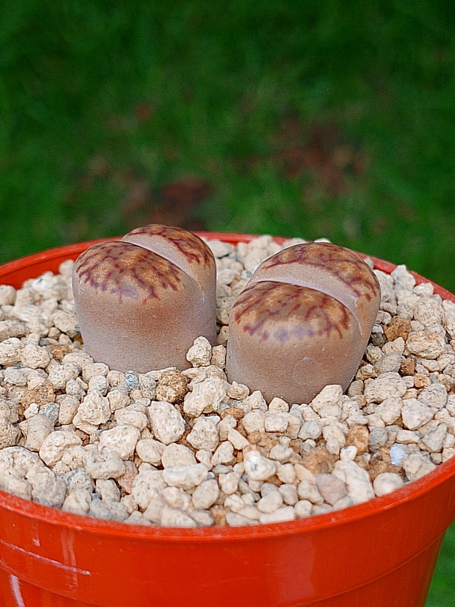 Lithops Bromfieldii | 2 cabezas