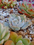Echeveria Lilacina variegada